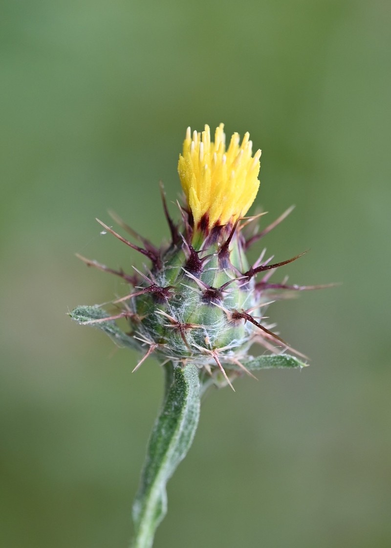 Maltese Star-Thistle photo 3