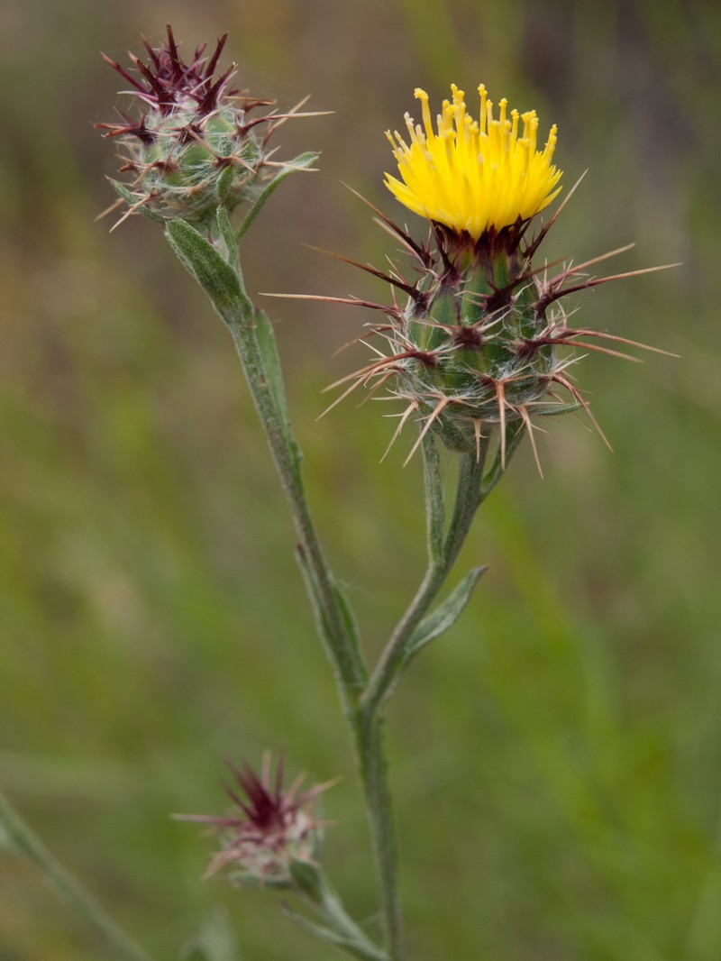 Maltese Star-Thistle
