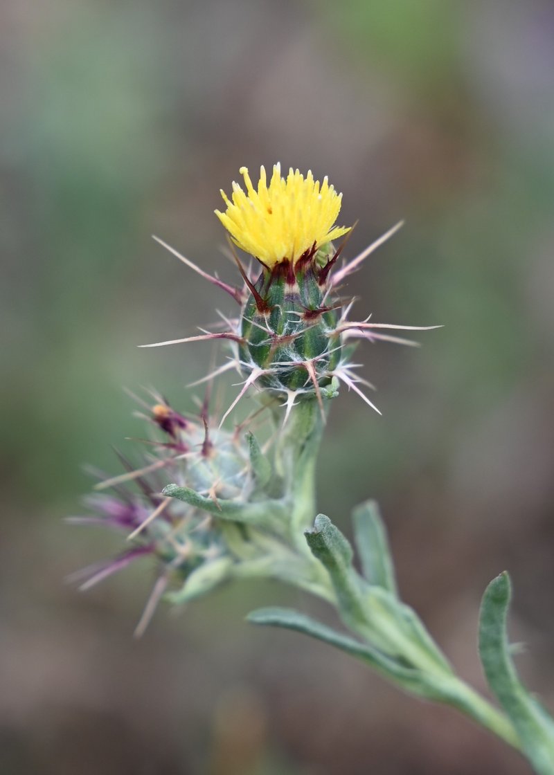 Maltese Star-Thistle photo 7