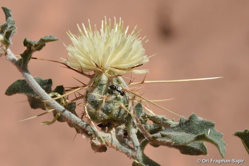 Centaurea mesopotamica