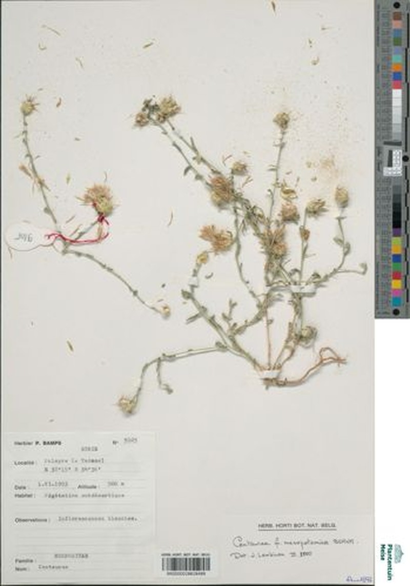 Centaurea mesopotamica photo 2
