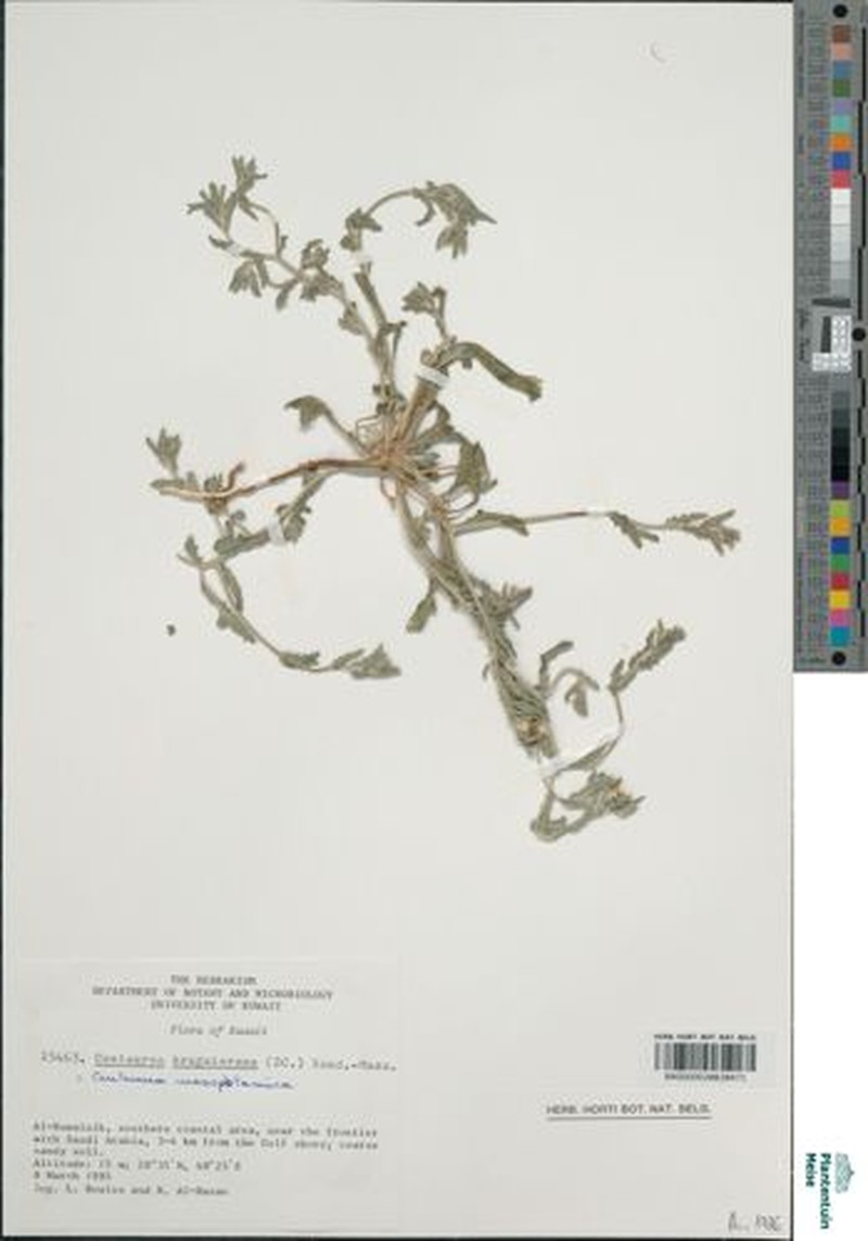 Centaurea mesopotamica photo 3