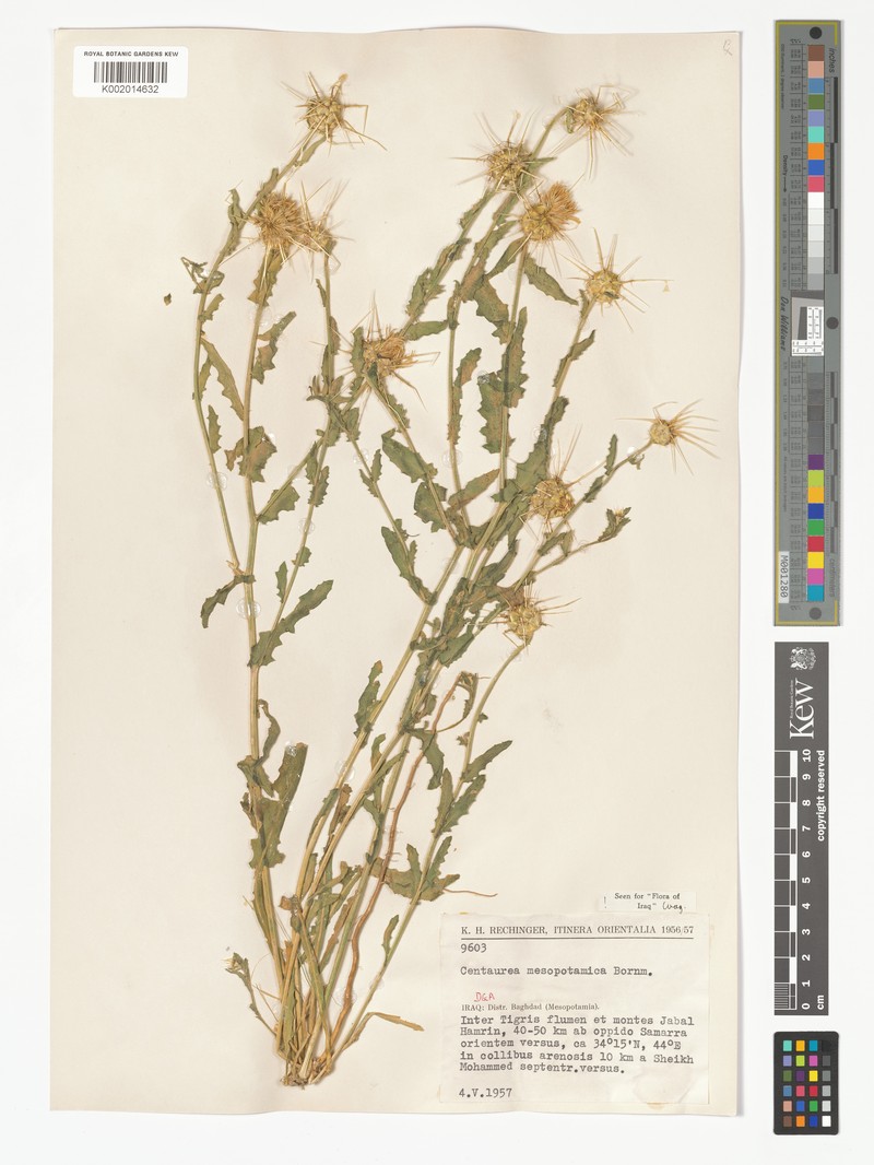 Centaurea mesopotamica photo 4