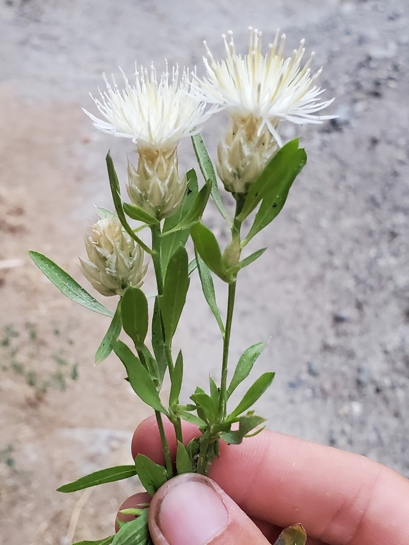 Centaurea messenicolasiana