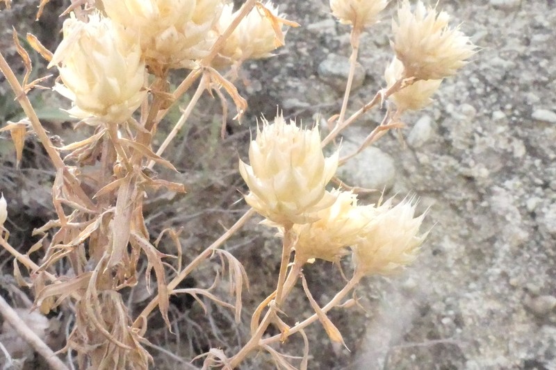 Centaurea messenicolasiana photo 2