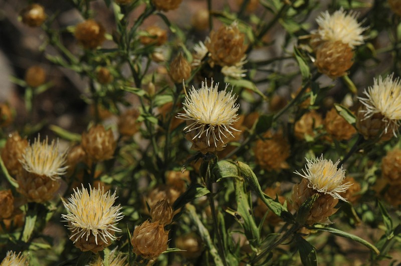 Centaurea messenicolasiana photo 3