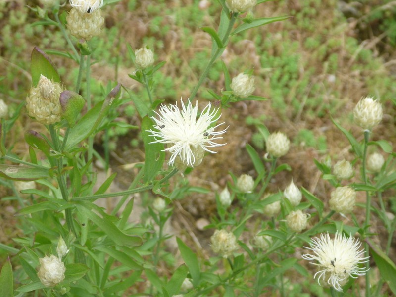 Centaurea messenicolasiana photo 4