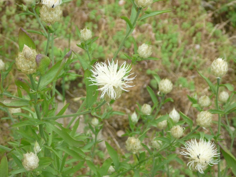 Centaurea messenicolasiana photo 7