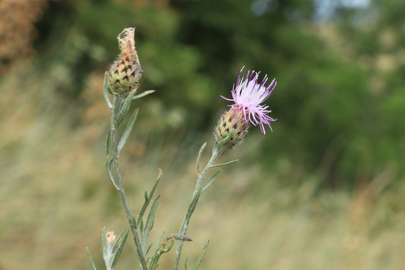 Centaurea micrantha