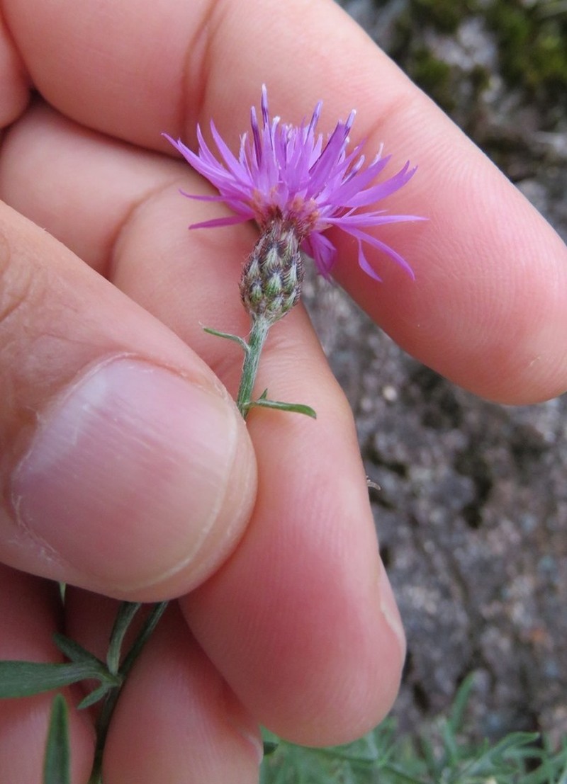 Centaurea micrantha photo 3
