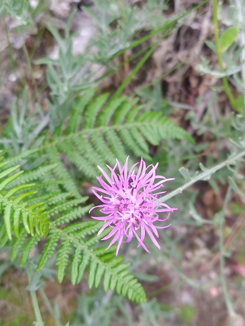 Centaurea micrantha photo 5