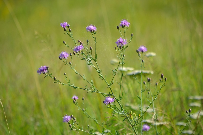 Centaurea micrantha photo 6