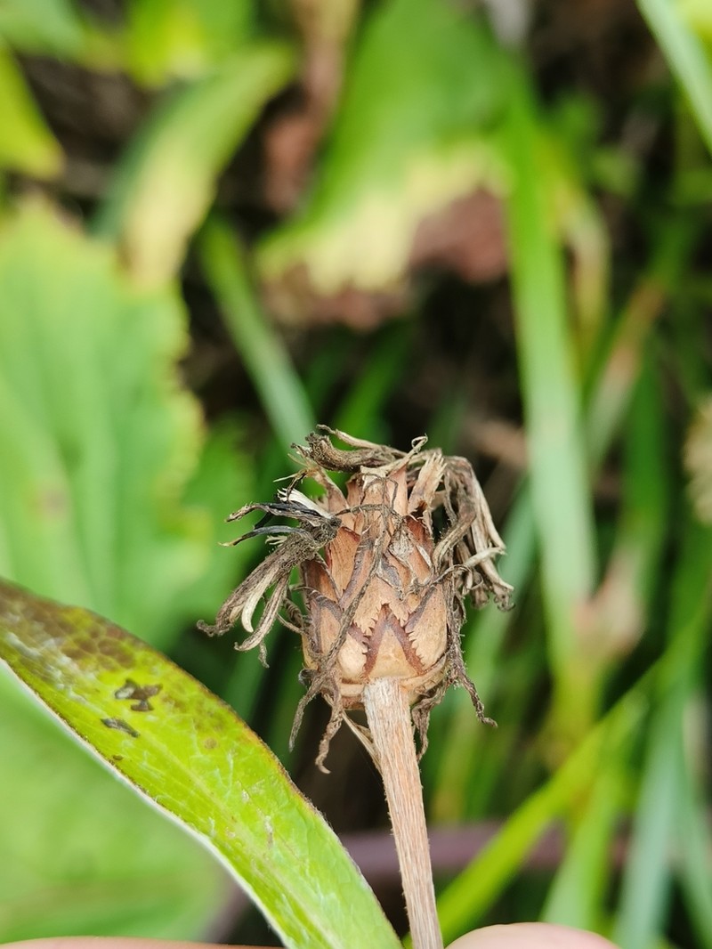 Centaurea mollis