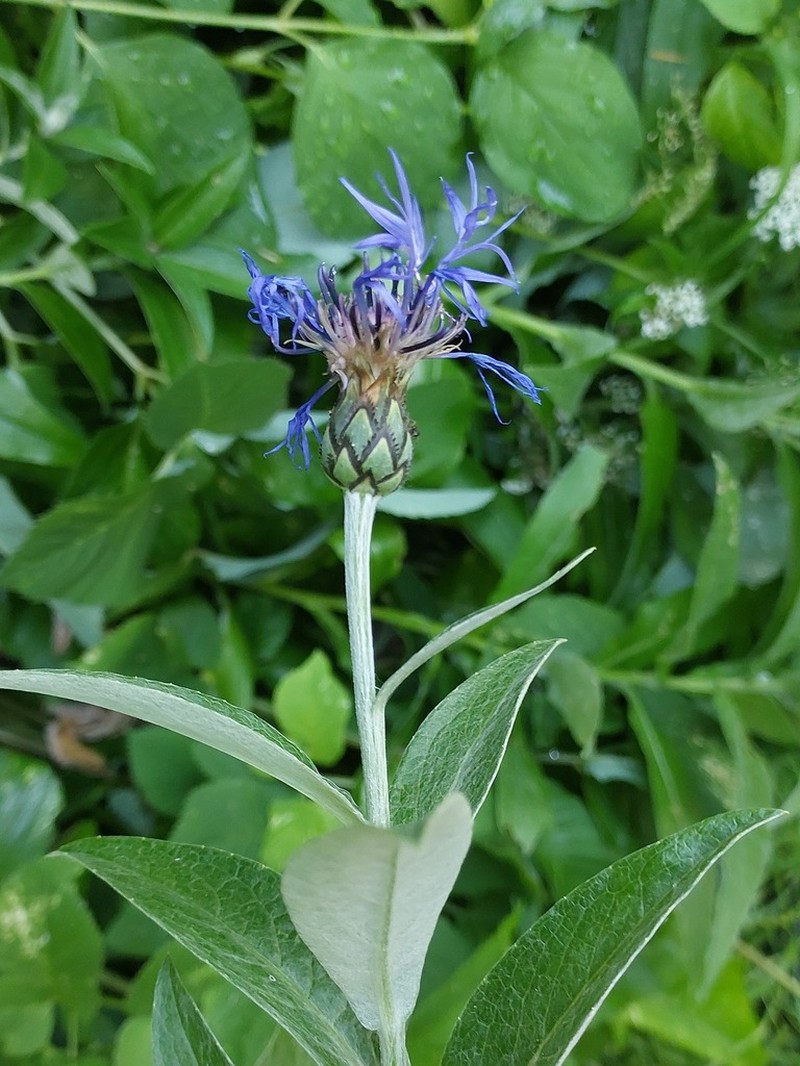 Centaurea mollis photo 2