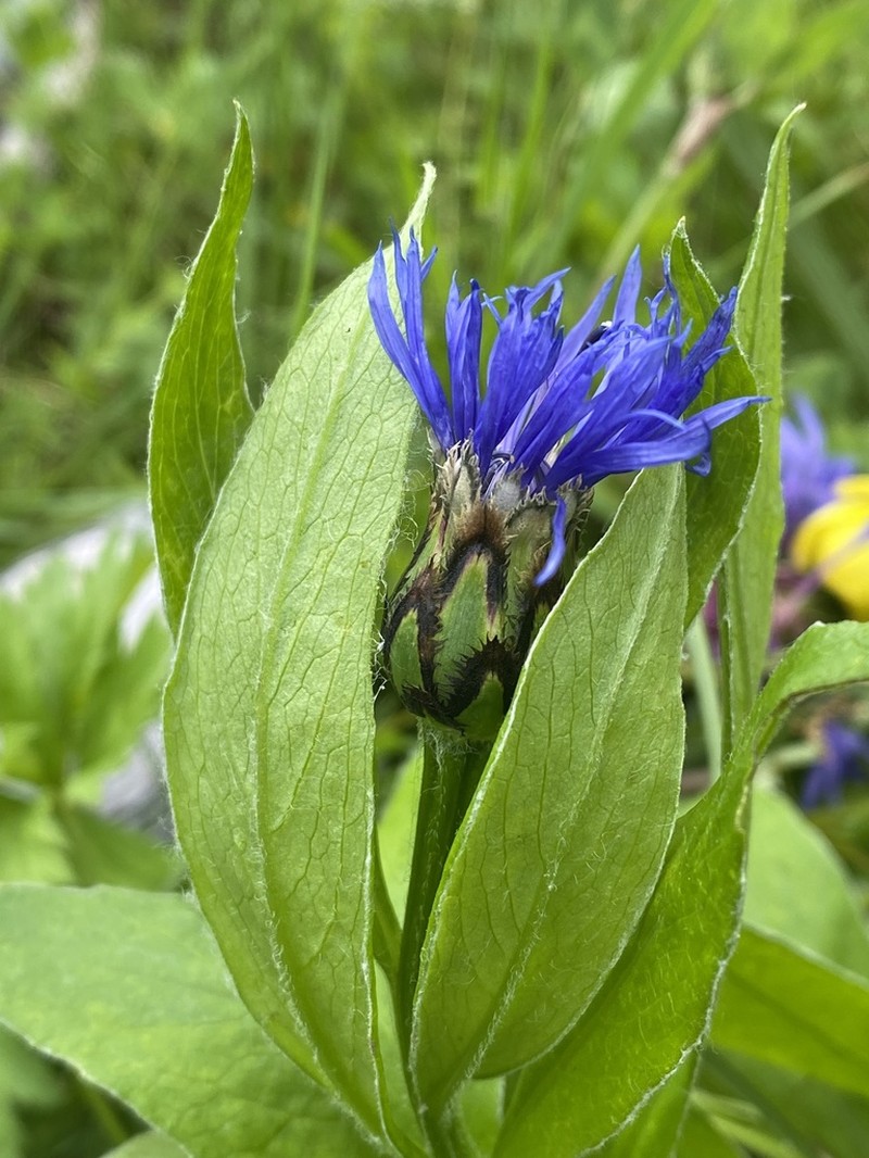 Centaurea mollis photo 3