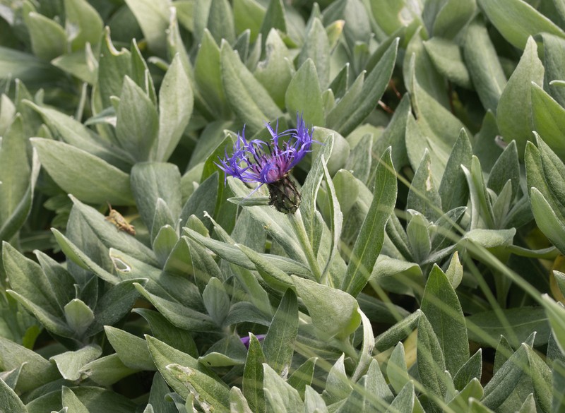 Centaurea mollis photo 4
