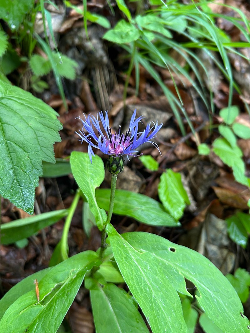 Centaurea mollis photo 5