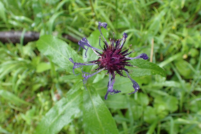 Centaurea mollis photo 6