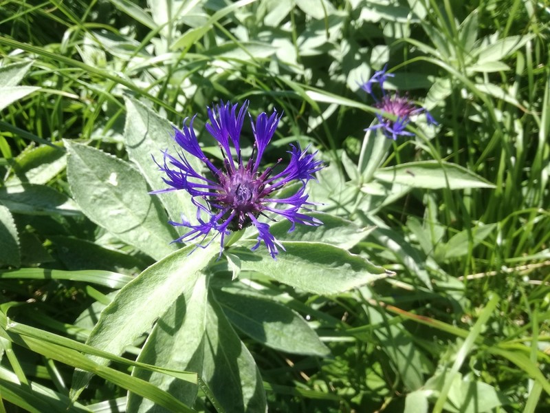 Centaurea mollis photo 7