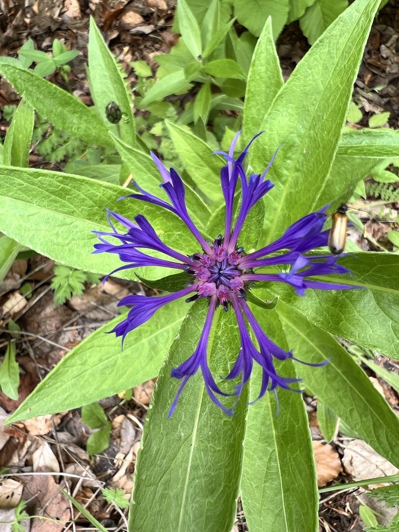 Centaurea mollis photo 8