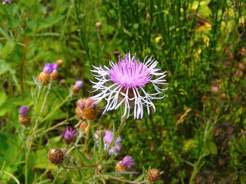 Meadow Knapweed photo 2
