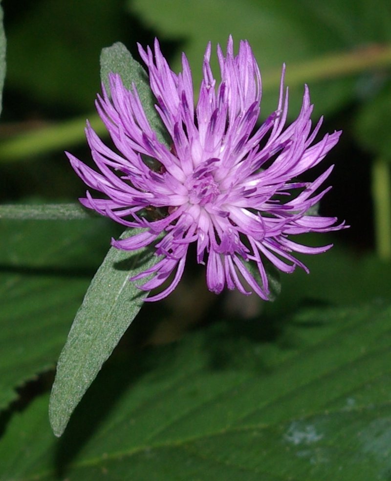 Meadow Knapweed