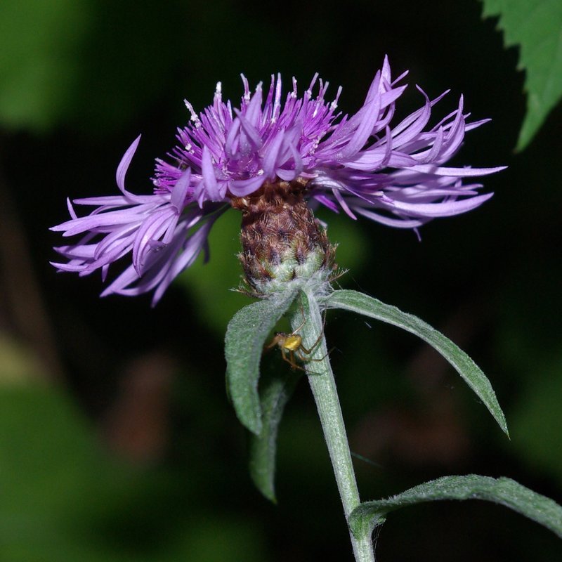 Meadow Knapweed photo 3