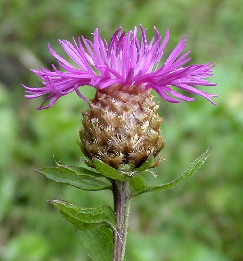 Meadow Knapweed photo 4