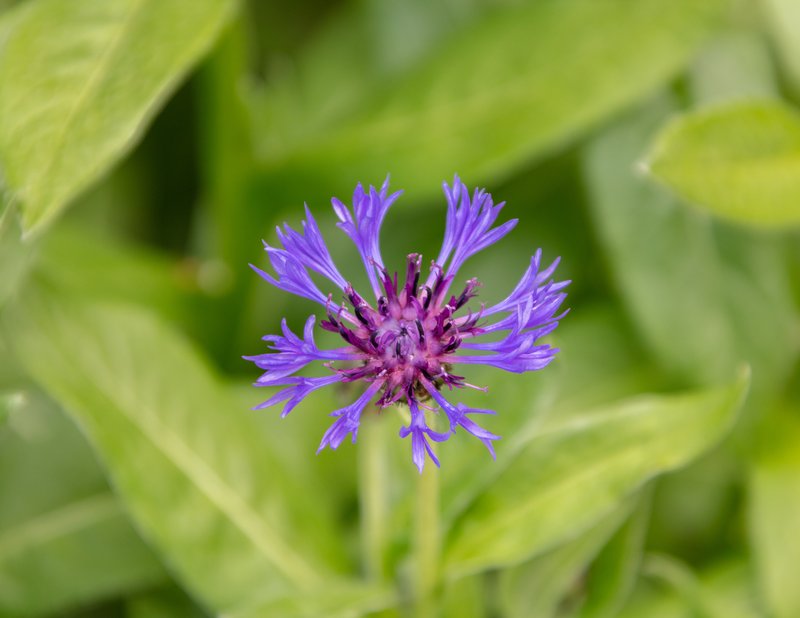 Perennial Cornflower photo 2