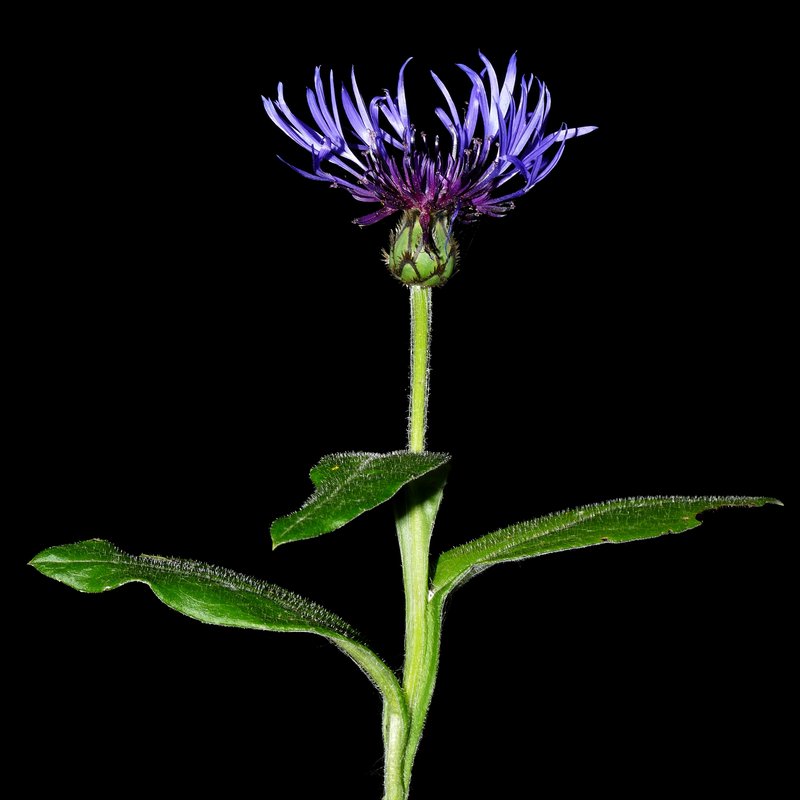 Perennial Cornflower photo 3