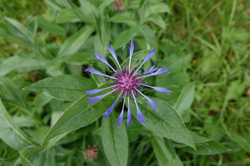 Perennial Cornflower photo 4