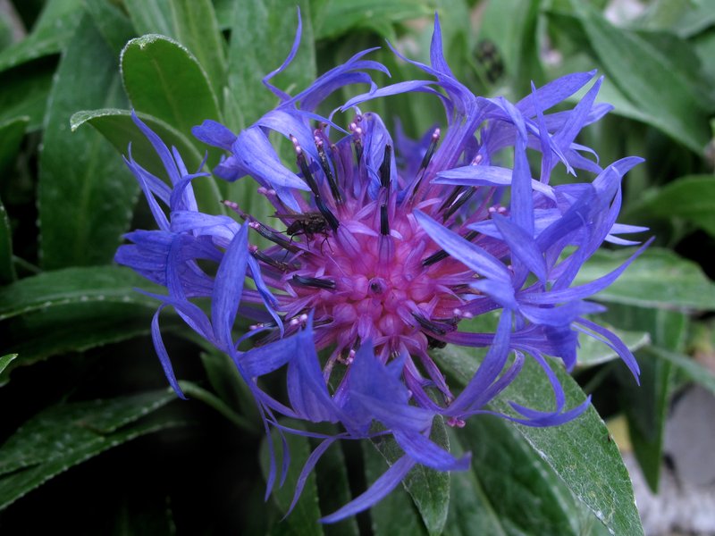 Perennial Cornflower photo 5