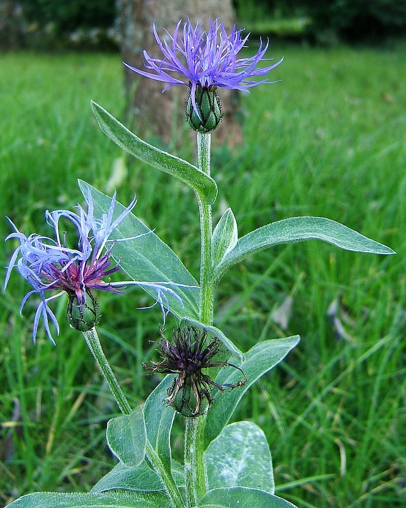 Perennial Cornflower photo 6