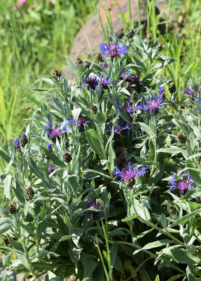 Perennial Cornflower photo 7