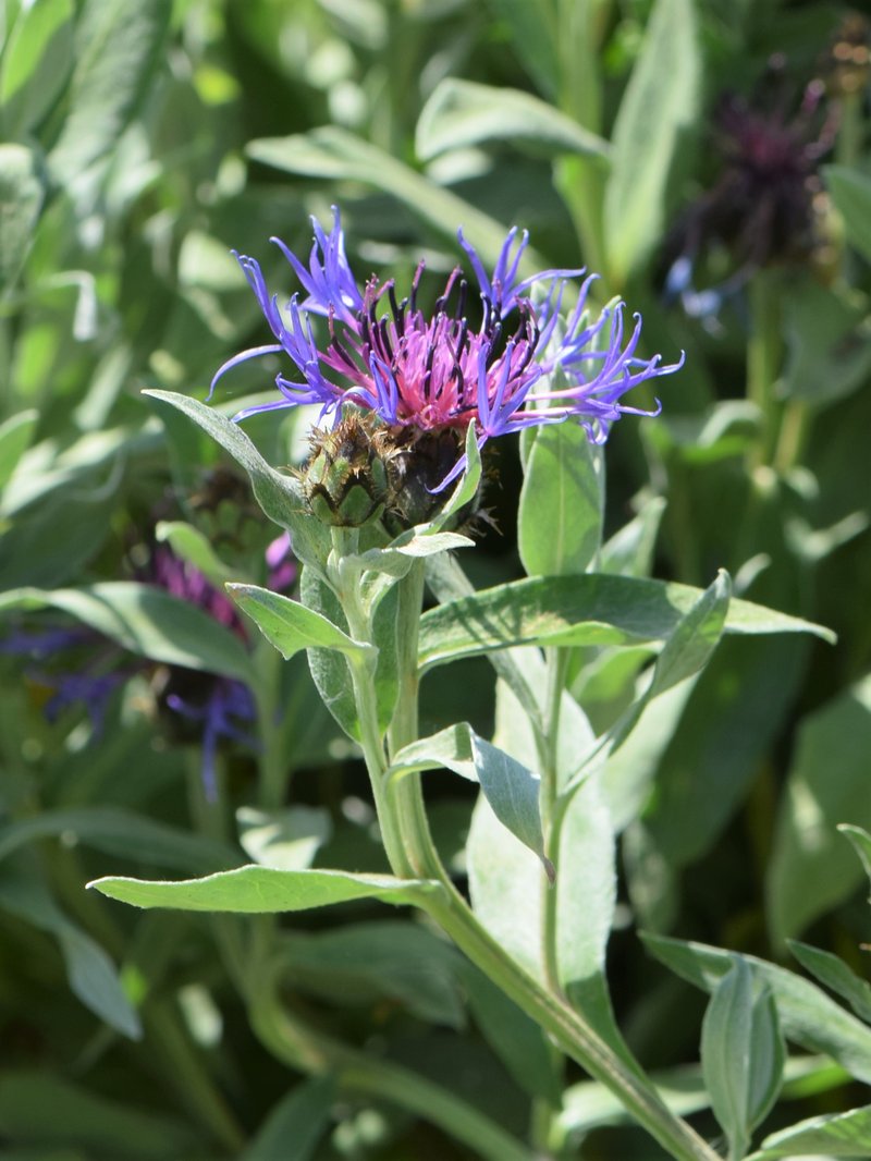 Perennial Cornflower photo 8