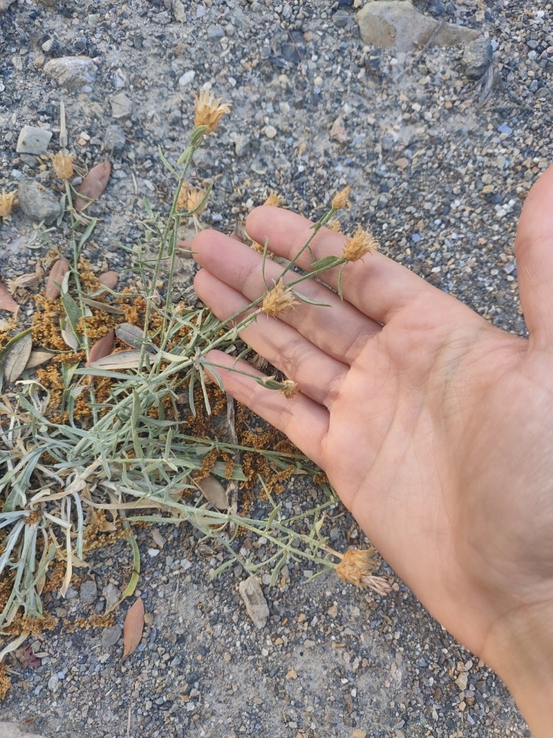 Centaurea monticola