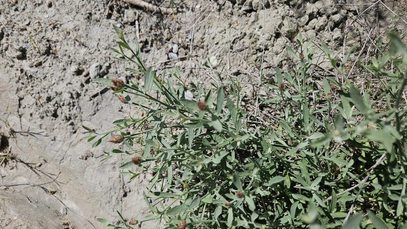 Centaurea monticola photo 2