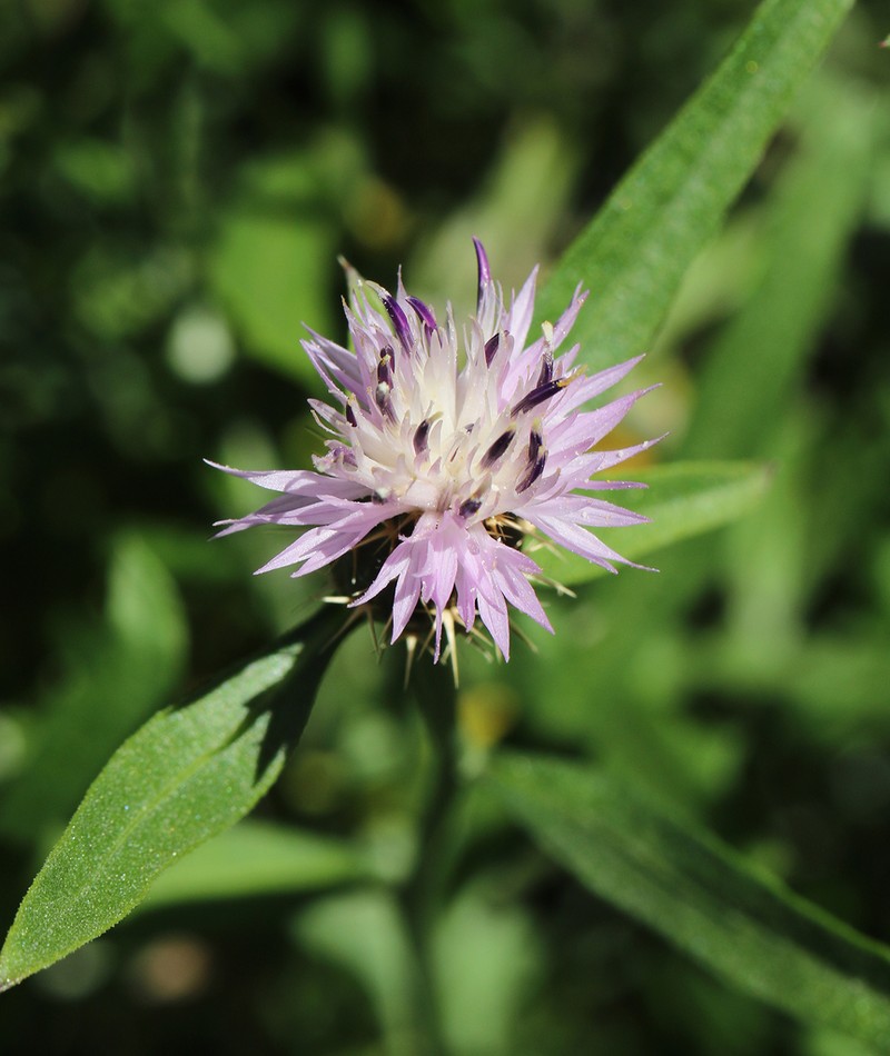 Centaurea monticola photo 3