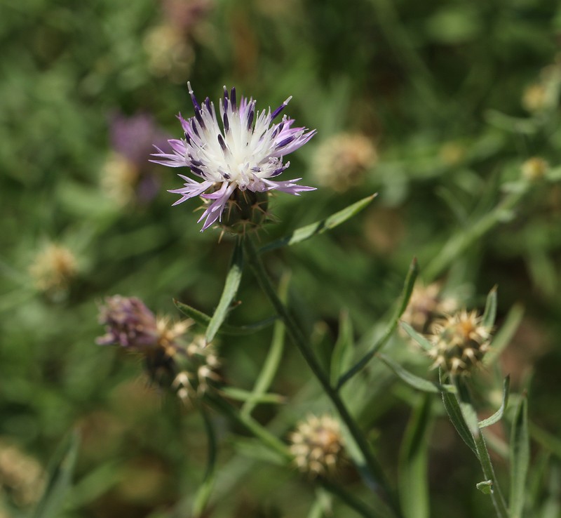 Centaurea monticola photo 4