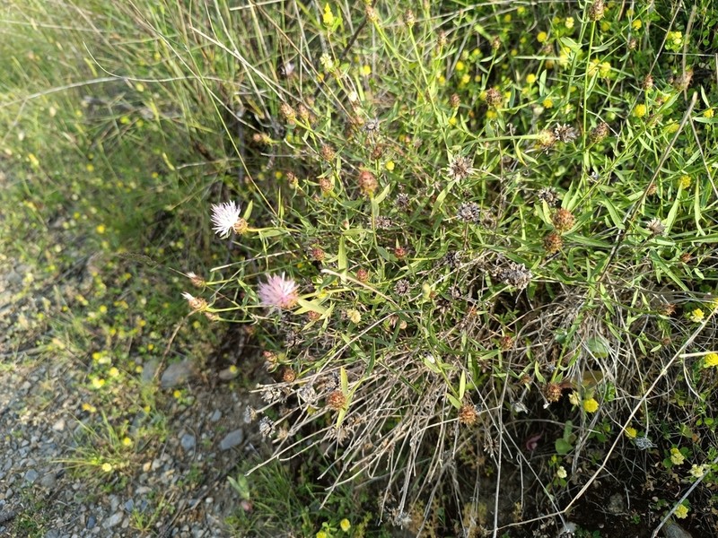 Centaurea monticola photo 5