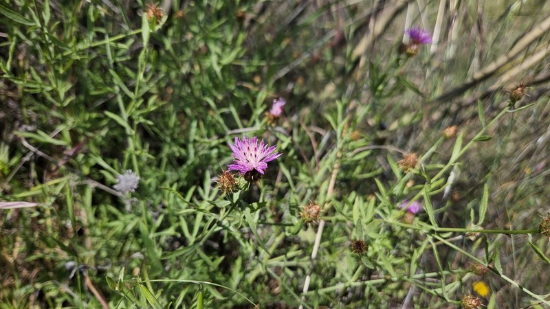 Centaurea monticola photo 6