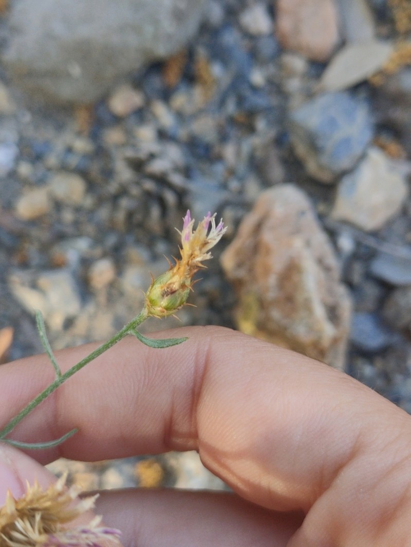 Centaurea monticola photo 8