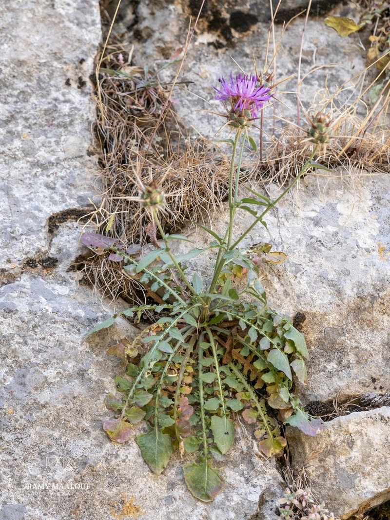 Centaurea mouterdei
