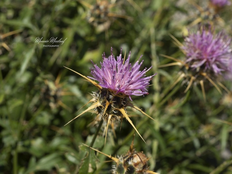 Centaurea mouterdei photo 2