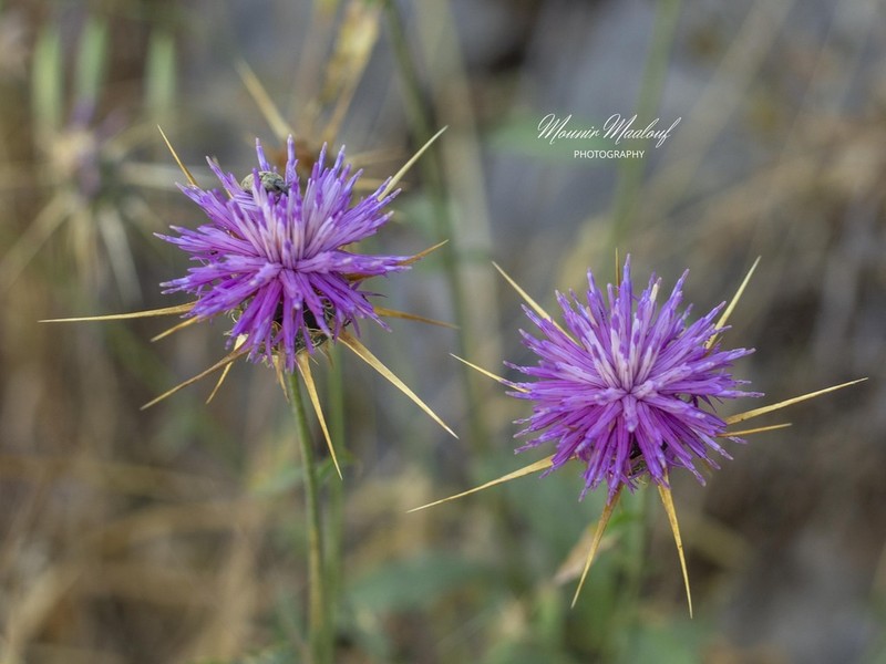 Centaurea mouterdei photo 3