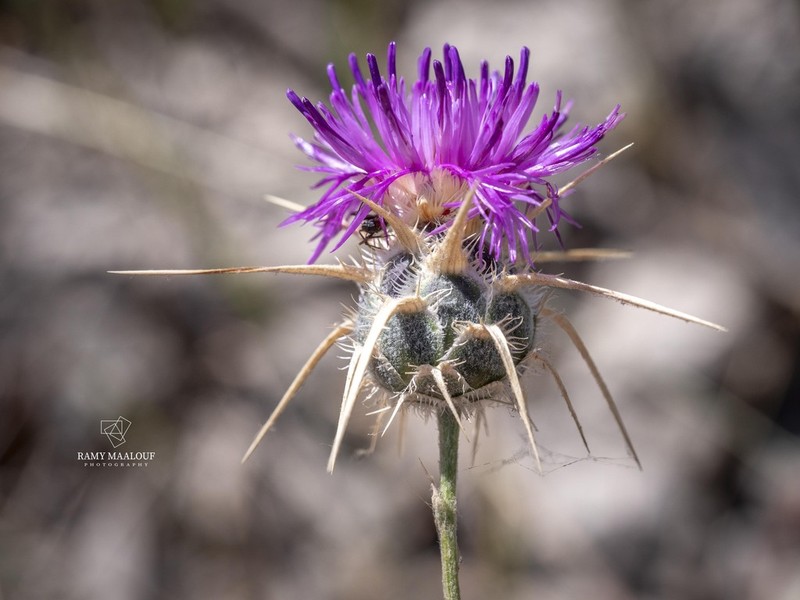 Centaurea mouterdei photo 4