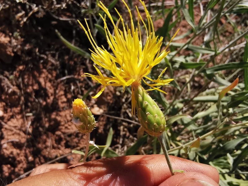 Centaurea nallihanensis