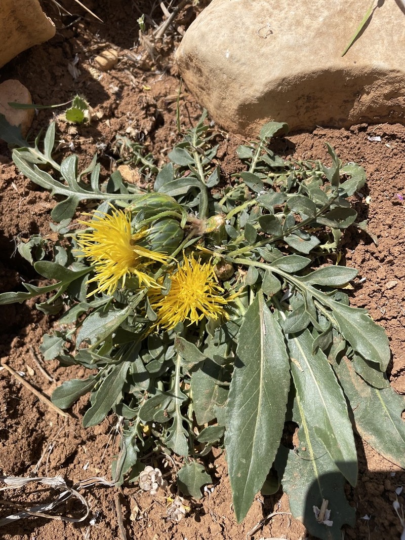 Centaurea nana