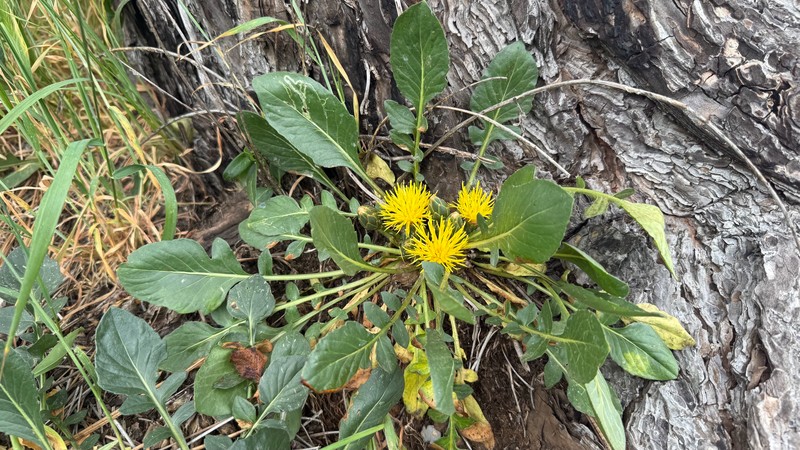 Centaurea nana photo 6