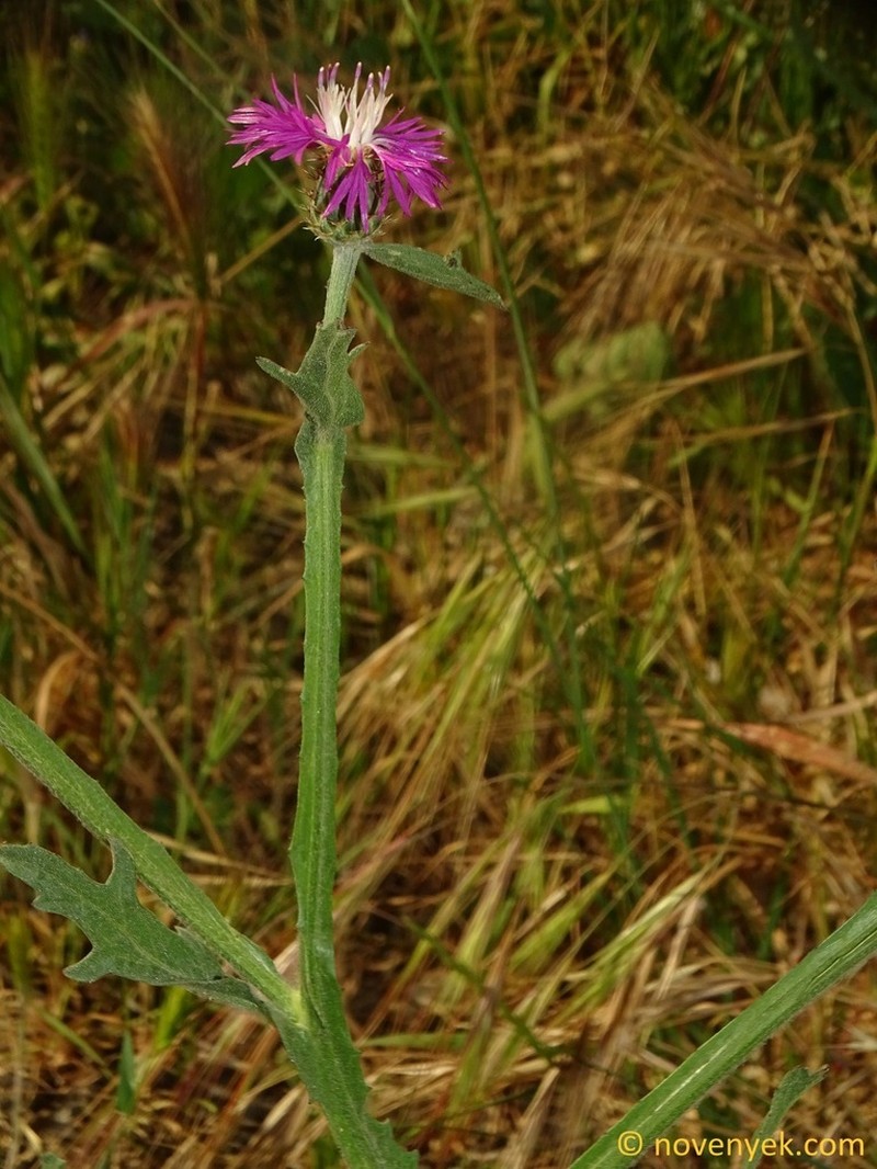 Centaurea napifolia